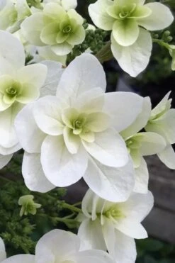 Snowcicle Oakleaf Hydrangea - 3 Gallon Pot -Outlet The Ever Garden Store Hydrangea Snowflake 2