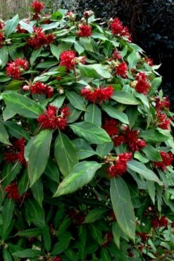 Miss Scarlett Florida Anise (Illicium) - 7 Gallon Pot -Outlet The Ever Garden Store Illicium floridanum miss scarlet anise 102