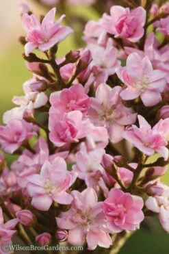 Rosalinda Indian Hawthorn Single Trunk Tree - 7 Gallon Pot (6-7') -Outlet The Ever Garden Store Indian Hawthorne Rosalinda 6