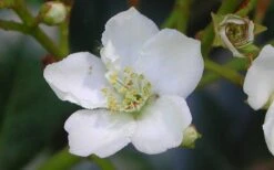 Spring Sonata Indian Hawthorne - 3 Gallon Pot -Outlet The Ever Garden Store Indian Hawthorne Spring Sonata Flower Closeup