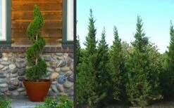 Hetzi Columnar Juniper - 7 Gallon Pot (3-4') -Outlet The Ever Garden Store Juniper Hetzi Columnar Landscape 2