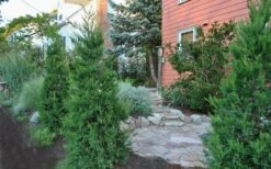 Hetzi Columnar Juniper - 7 Gallon Pot (3-4') -Outlet The Ever Garden Store Juniper Hetzi Columnar Landscape