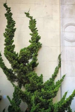 Hollywood Torulosa Juniper - 2 Gallon Pot -Outlet The Ever Garden Store Juniper Hollywood 12