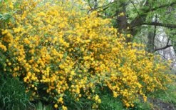 Japanese Marigold Bush (Kerria Japonica 'Pleniflora') - 5 Pack Of Quart Pots -Outlet The Ever Garden Store Kerria 18