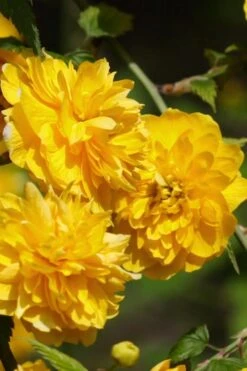 Japanese Marigold Bush (Kerria Japonica 'Pleniflora') - 5 Pack Of Quart Pots -Outlet The Ever Garden Store Kerria 21