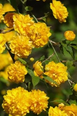 Japanese Marigold Bush (Kerria Japonica 'Pleniflora') - 5 Pack Of Quart Pots -Outlet The Ever Garden Store Kerria 22