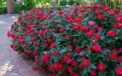 Red Double Knock Out Rose - 3 Gallon Pot -Outlet The Ever Garden Store Knock Out Rose Double Red 7 2