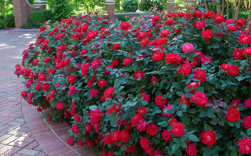 Red Double Knock Out Rose - 1 Gallon Pot 4 Red Double Knock Out Rose - 1 Gallon Pot - Image 4