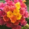 Little Lucky Hot Pink Lantana - 1 Gallon Pot