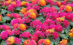Little Lucky Hot Pink Lantana - 5 Pack Of Quart Pots -Outlet The Ever Garden Store Lantana Little Lucky Hot Pink3 1