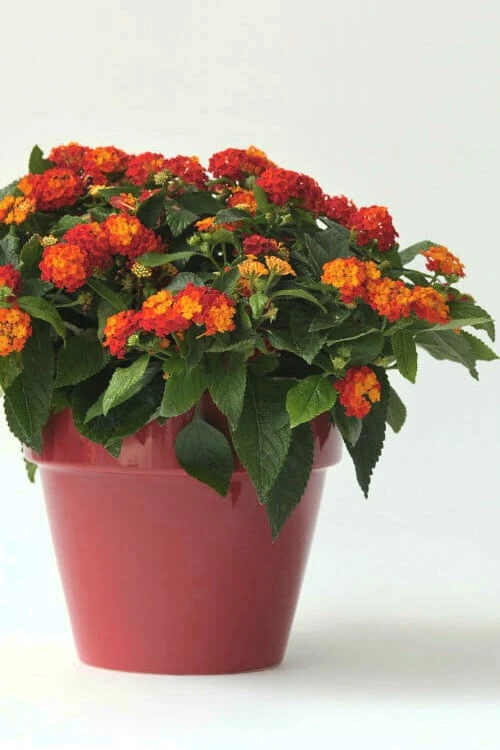 Little Lucky Red Lantana - 6 Inch Pot 3 Little Lucky Red Lantana - 6 Inch Pot - Image 3