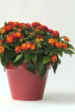 Little Lucky Red Lantana - 5 Pack Of Quart Pots -Outlet The Ever Garden Store Lantana Little Lucky Red 5
