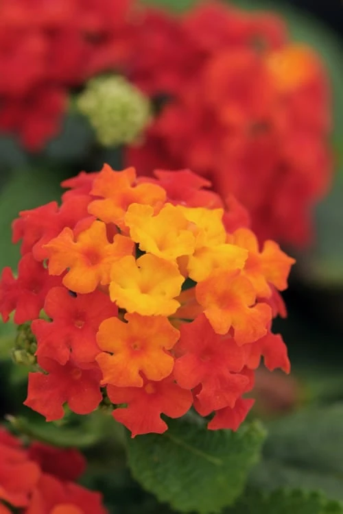 Little Lucky Red Lantana - 6 Inch Pot 1 Little Lucky Red Lantana - 6 Inch Pot