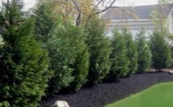 Leyland Cypress - 1 Gallon Pot -Outlet The Ever Garden Store Leyland Cypress 50
