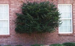 Wavy Leaf Ligustrum Recurvifolium - 1 Gallon Pot -Outlet The Ever Garden Store Ligustrum Recurvifolia Curly Leaf Tree Form
