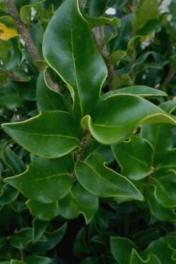 Wavy Leaf Ligustrum Recurvifolium - 1 Gallon Pot -Outlet The Ever Garden Store Ligustrum Recurvifolium 10
