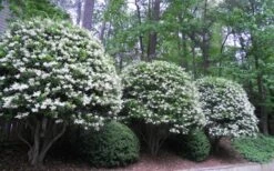 Wavy Leaf Ligustrum Recurvifolium - 1 Gallon Pot -Outlet The Ever Garden Store Ligustrum Recurvifolium 5