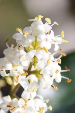 Wavy Leaf Ligustrum Recurvifolium - 1 Gallon Pot -Outlet The Ever Garden Store Ligustrum Recurvifolium 8