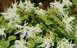 Emerald Snow Loropetalum (Chinese Fringeflower) - 3 Gallon Pot -Outlet The Ever Garden Store Loropetalum Emerald Snow 1 1