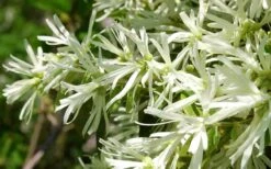 Emerald Snow Loropetalum (Chinese Fringeflower) - 3 Gallon Pot -Outlet The Ever Garden Store Loropetalum Emerald Snow 21 1