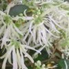 Emerald Snow Loropetalum (Chinese Fringeflower) - 3 Gallon Pot