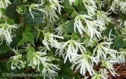 Emerald Snow Loropetalum (Chinese Fringeflower) - 3 Gallon Pot -Outlet The Ever Garden Store Loropetalum Emerald Snow 51 1