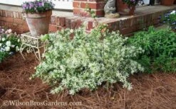 Emerald Snow Loropetalum (Chinese Fringeflower) - 3 Gallon Pot -Outlet The Ever Garden Store Loropetalum Emerald Snow 53 1