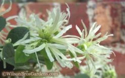 Emerald Snow Loropetalum (Chinese Fringeflower) - 3 Gallon Pot -Outlet The Ever Garden Store Loropetalum Emerald Snow 54 1