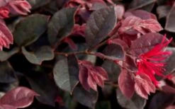 Purple Daydream Dwarf Loropetalum - 3 Gallon Pot -Outlet The Ever Garden Store Loropetalum Purple Daydream 2