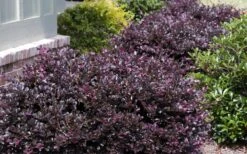 Purple Daydream Dwarf Loropetalum - 3 Gallon Pot -Outlet The Ever Garden Store Loropetalum Purple Daydream 20
