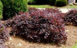 Purple Daydream Dwarf Loropetalum - 3 Gallon Pot -Outlet The Ever Garden Store Loropetalum Purple Daydream 4