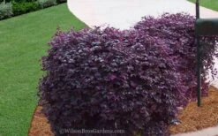 Purple Diamond Loropetalum - 5 Gallon Pot -Outlet The Ever Garden Store Loropetalum Purple Diamond 21 3