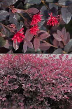 Red Diamond Loropetalum - 1 Gallon Pot -Outlet The Ever Garden Store Loropetalum Red Diamond 500x750 1