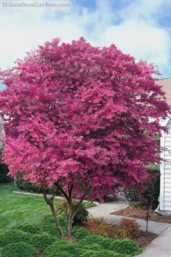 Zhuzhou Loropetalum (Chinese Fringeflower) - 3 Gallon Pot -Outlet The Ever Garden Store Loropetalum ZhuZhou 23
