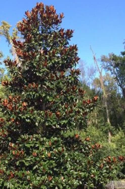 Brackens Brown Beauty Magnolia - 1 Gallon Pot -Outlet The Ever Garden Store Magnolia Bracken Brown Beauty 500x750 2