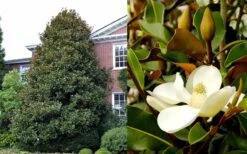 Brackens Brown Beauty Magnolia - 5 Gallon Pot -Outlet The Ever Garden Store Magnolia Brackens Brown Beauty 1