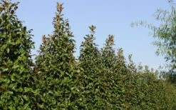 Brackens Brown Beauty Magnolia - 5 Gallon Pot -Outlet The Ever Garden Store Magnolia Brackens Brown Beauty 6