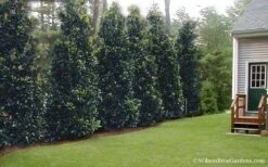 Claudia Wannamaker Southern Magnolia - 3 Gallon Pot -Outlet The Ever Garden Store Magnolia Claudia Wannamaker 2