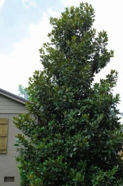Claudia Wannamaker Southern Magnolia - 3 Gallon Pot -Outlet The Ever Garden Store Magnolia Claudia Wannamaker 4