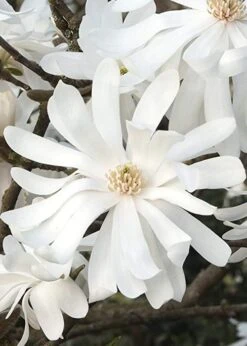 Royal Star Magnolia - 2 Gallon Pot -Outlet The Ever Garden Store Magnolia Royal Star 10