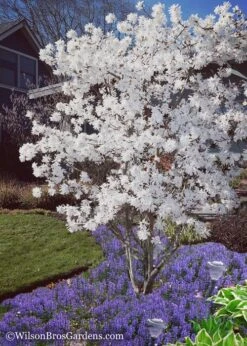 Royal Star Magnolia - 3 Gallon Pot -Outlet The Ever Garden Store Magnolia Royal Star 12 1