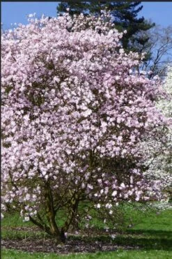 Centennial Blush Star Magnolia - 3 Gallon Pot -Outlet The Ever Garden Store Magnolia stellata centennial blush 2