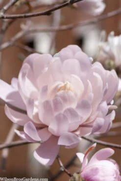 Centennial Blush Star Magnolia - 3 Gallon Pot -Outlet The Ever Garden Store Magnolia stellata centennial blush 3