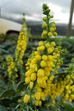 Marvel Mahonia - 2 Gallon Pot -Outlet The Ever Garden Store Mahonia Marvel 11 1