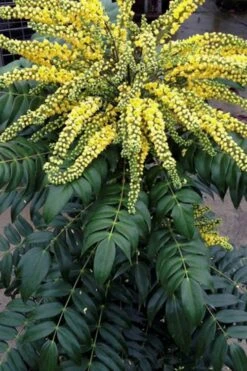 Marvel Mahonia - 3 Gallon Pot -Outlet The Ever Garden Store Mahonia Marvel 500x750 1
