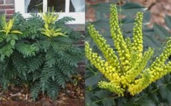 Marvel Mahonia - 2 Gallon Pot -Outlet The Ever Garden Store Mahonia Marvel Flowers 1