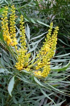 Soft Caress Mahonia - 2 Gallon Pot -Outlet The Ever Garden Store Mahonia Soft Caress 10