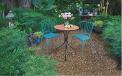 Soft Caress Mahonia - 1 Gallon Pot -Outlet The Ever Garden Store Mahonia Soft Caress 13 1