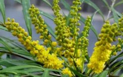 Soft Caress Mahonia - 2 Gallon Pot -Outlet The Ever Garden Store Mahonia Soft Caress Flowers 2