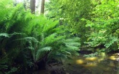 The King Ostrich Fern (Matteuccia Struthiopteris) - 1 Gallon Pot -Outlet The Ever Garden Store Matteuccia struthiopteris the king ostrich fern 3 1
